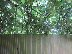 Fig tree overlooking the fence