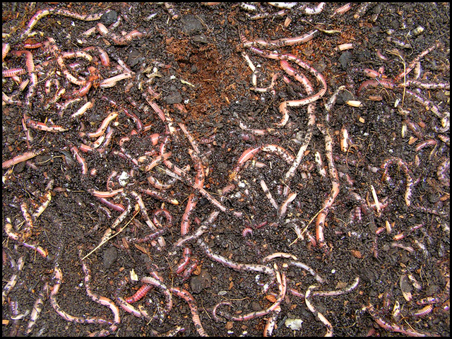 worms...