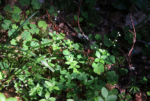 Galium rotundifolium-Gaillet à feuilles rondes  (2)