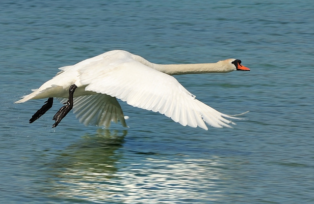 Vol d'un cygne...