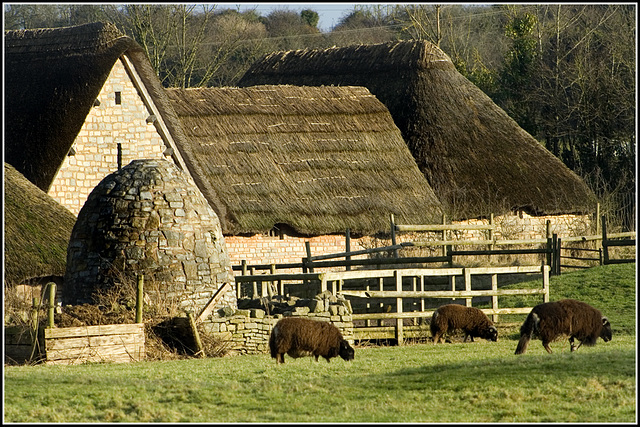 Medieval Sheep