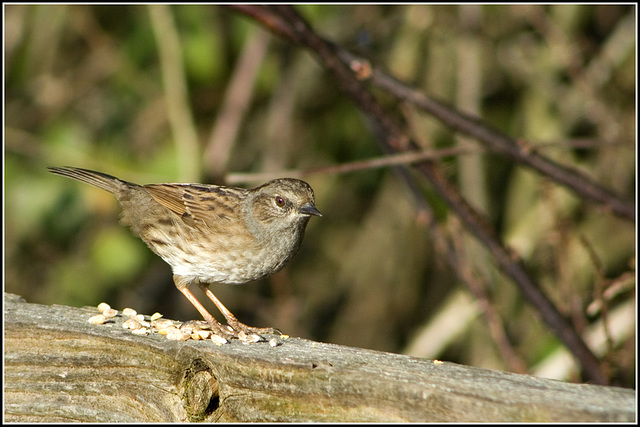 Dunnock