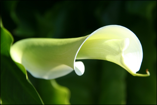 Arum Lilly