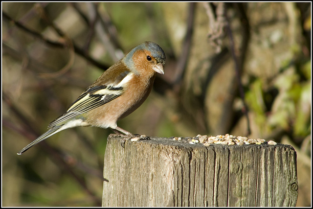 Chaffinch