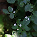 Galium rotundifolium-Gaillet à feuilles rondes  (4)