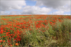 Poppy Field