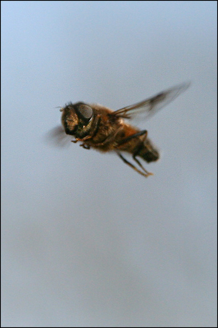 hoverfly