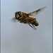 hoverfly