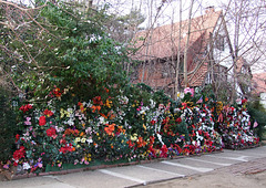 House with Artificial Flowers in Forest Hills Gardens, January 2008