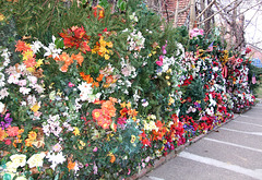 House with Artificial Flowers in Forest Hills Gardens, January 2008