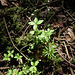 Galium rotundifolium -Gaillet à feuilles rondes