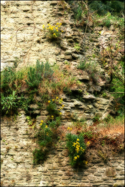 wall flowers