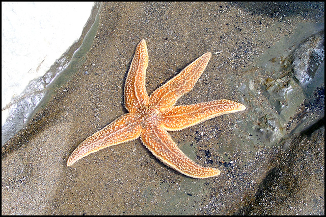 Starfish