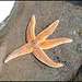 Starfish