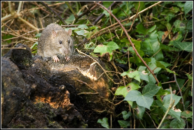 Another Cosmeston rat