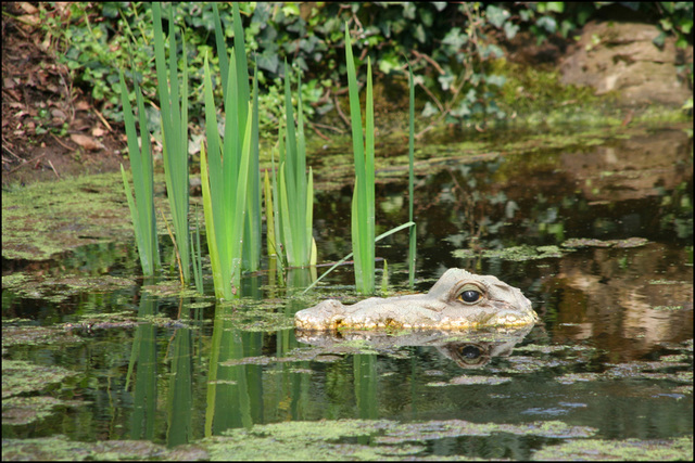 alligator