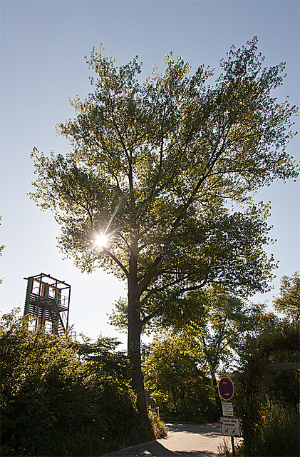 20130721 2558RWw Baum UWZ