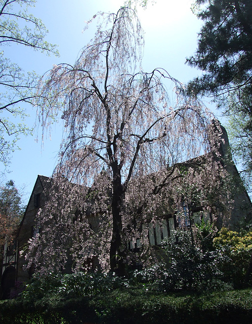 Tree and House in Forest Hills Gardens, April 2010