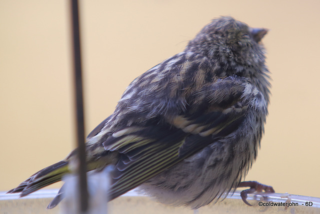 Siskin with Trichomonosis #2