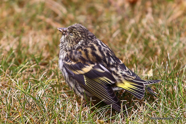 Siskin with Trichomonosis #1