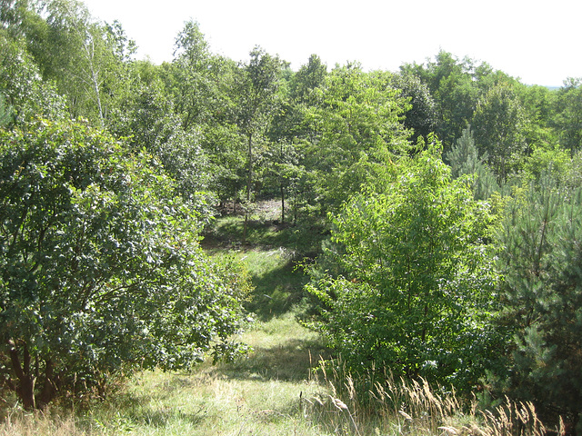 Ausblick in den Wünsdorfer Forst