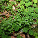 Galium rotundifolium -Gaillet à feuilles rondes  (3)