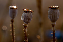 Gleaming Poppy Seed Heads