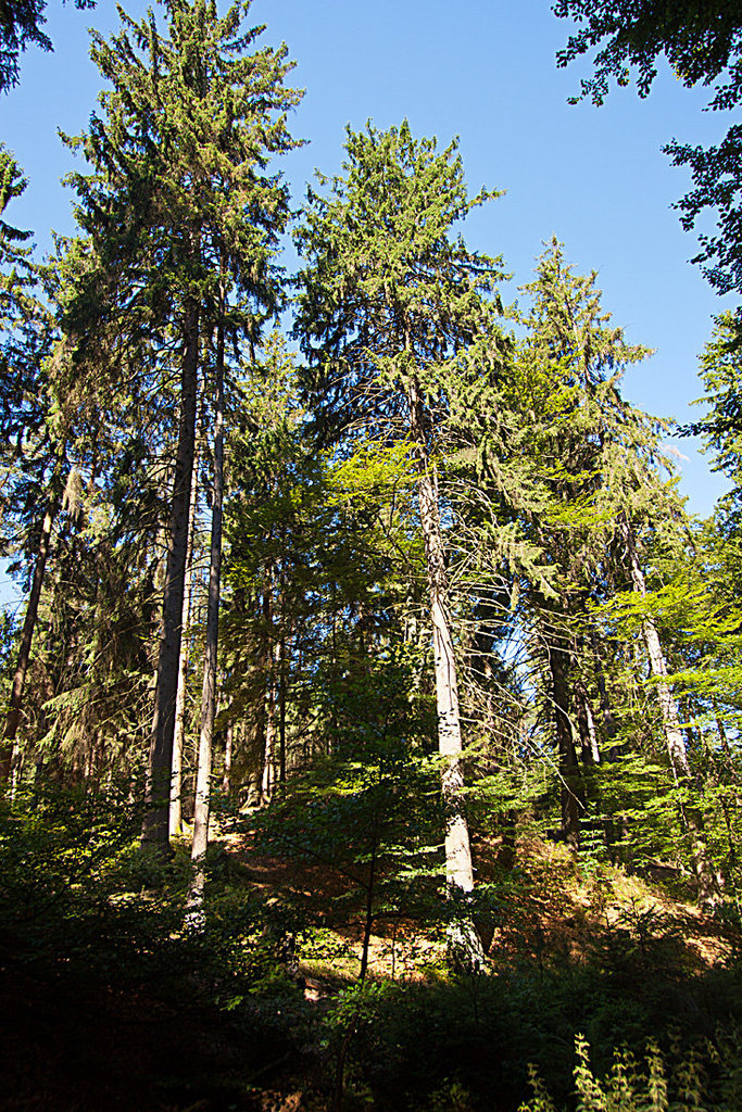 20130721 2595RWw [D~LIP] Fichte (Picea abies), Donoperteich, Detmold-Pivitsheide