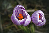 Duo de crocus