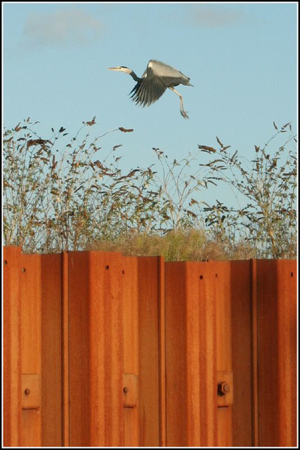 Heron take off