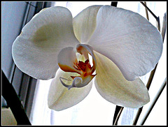 Orquidea blanca 1