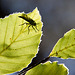 20130721 2608RAw [D~LIP] Buche?, Insekt,  Donoperteich, Detmold