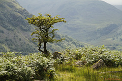 borrowdale above seatoller