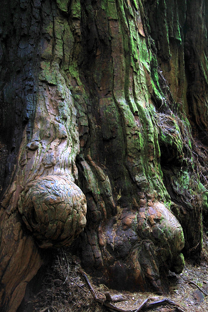 Redwood Burls