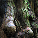 Redwood Burls