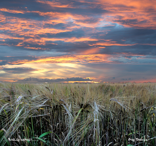 barley sunset