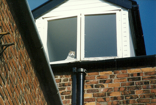 Face in the window