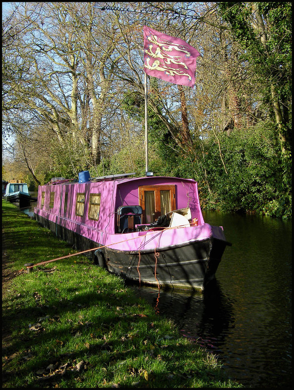 purple in the autumn sun