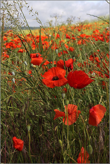 Poppy Field