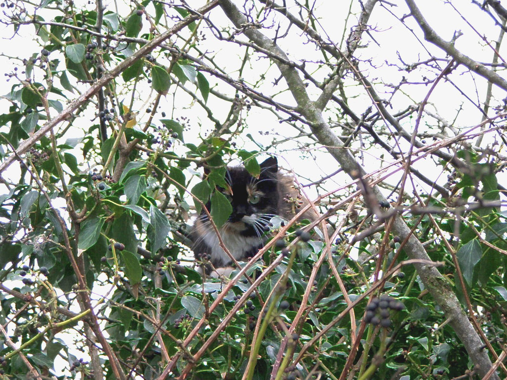 Tree cat