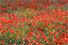 Poppy Field