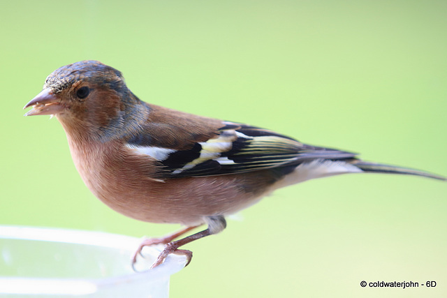 Chaffinch - in good health