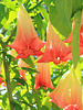 Trompetenblume