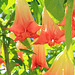 Trompetenblume