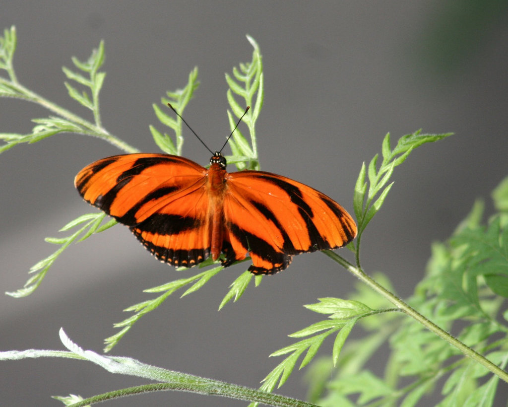 dryadula phaetusa