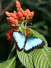 morpho helenor