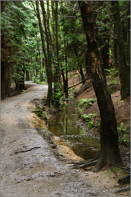 Woodland walkway