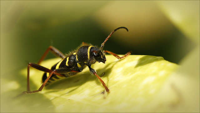 Clyte bélier