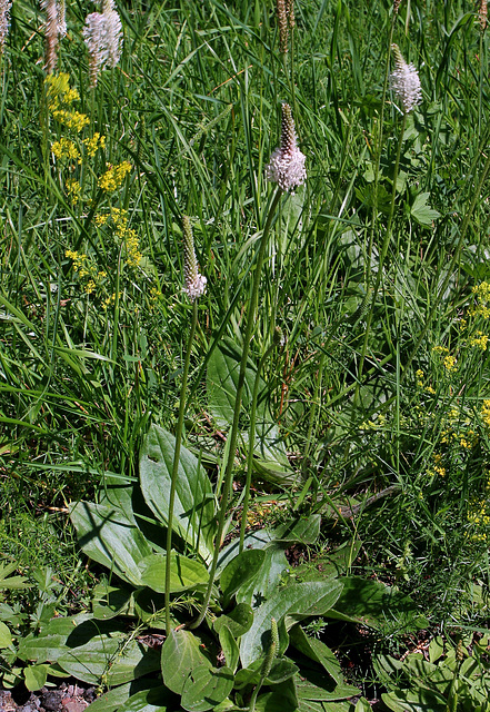 Plantago media - Plantain moyen