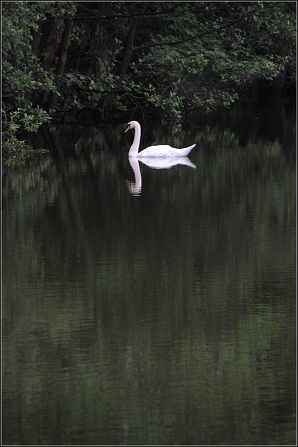 A still swan